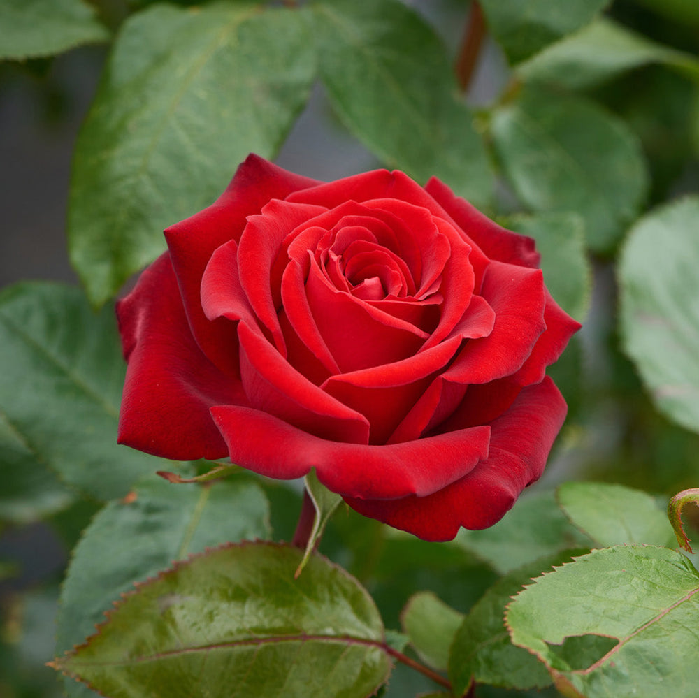 Rosa 'Ingrid Bergman'