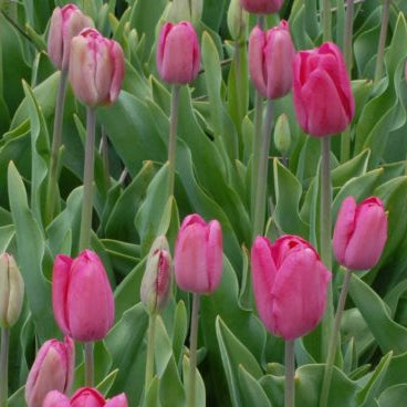 Tulipa 'Mabel' (Breeder 1900) Bulbs