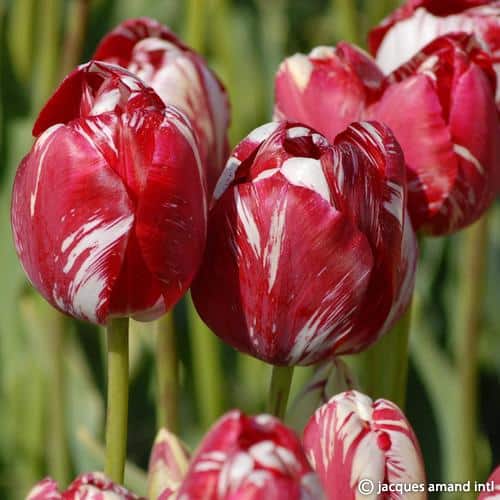 Tulip 'Mabel'