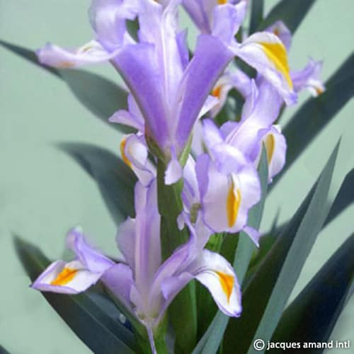 Iris magnifica