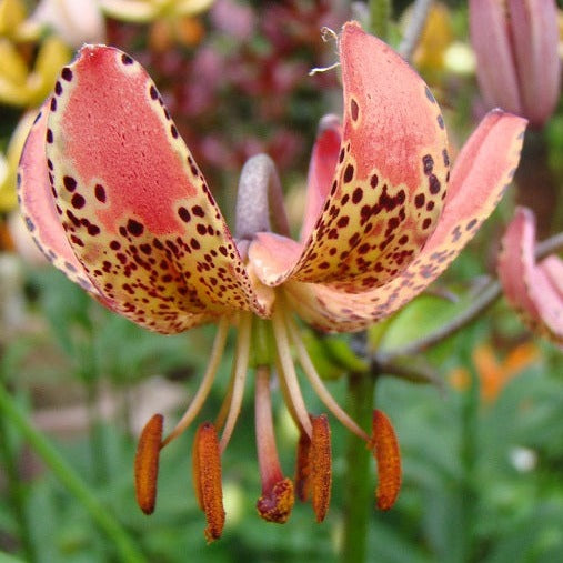 Lilium martagon 'Manitoba Morning'