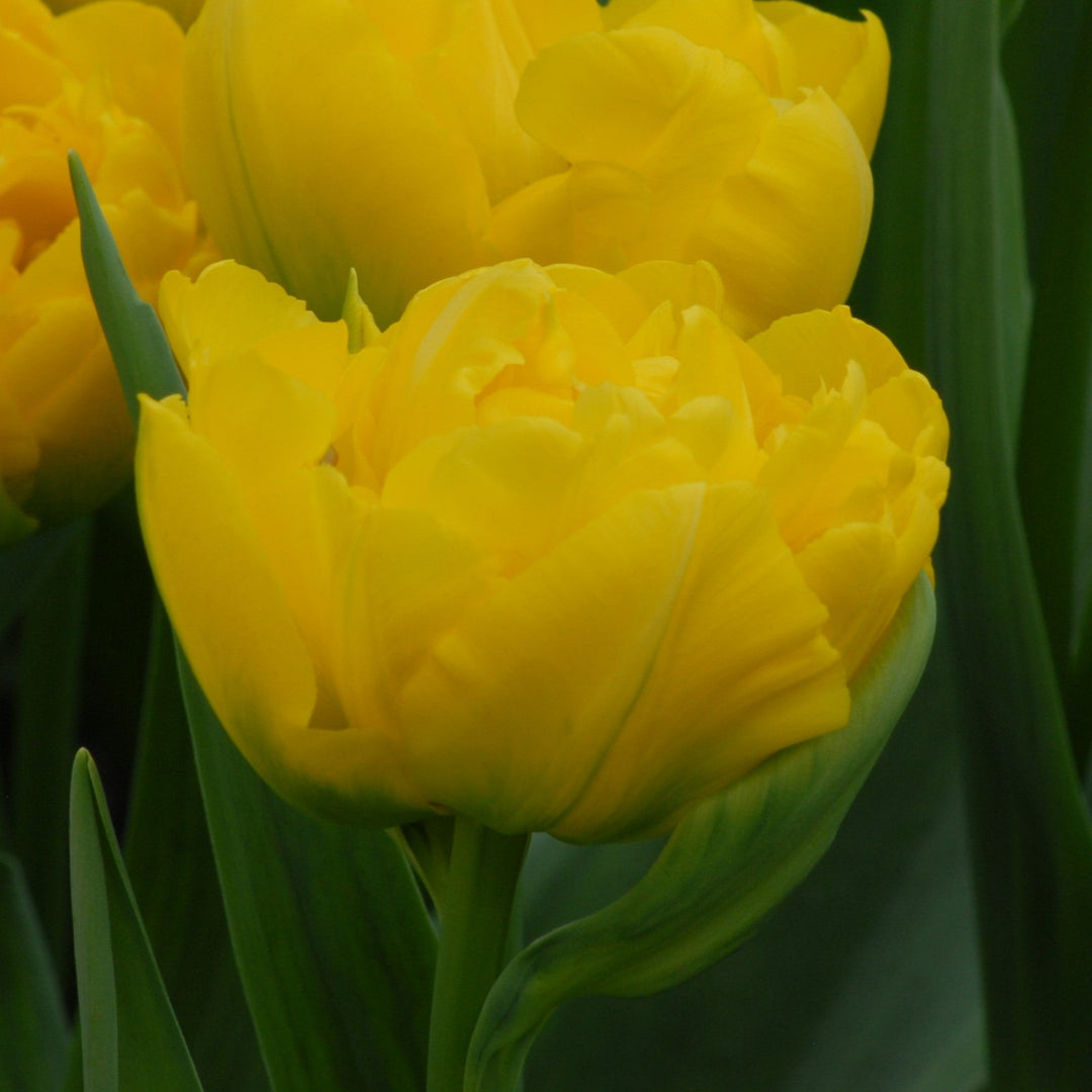 Tulip 'Marie Jo' Bulbs