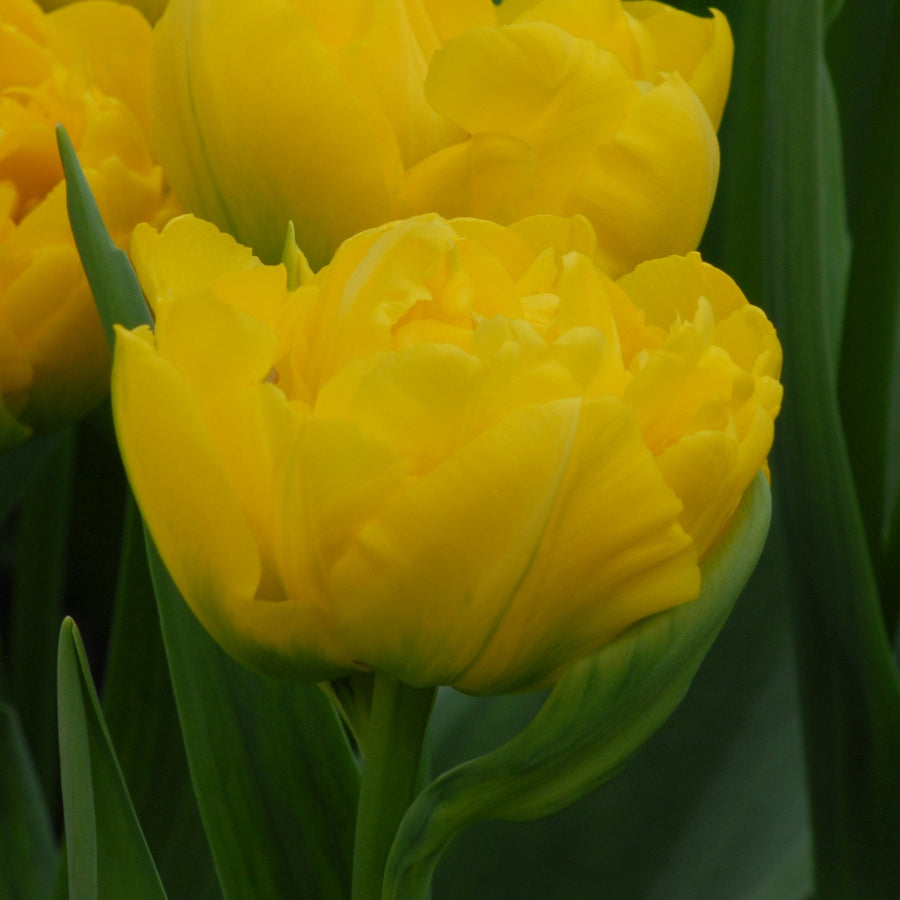 Tulip 'Marie Jo' Bulbs