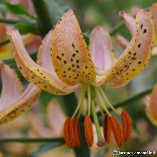 Lilium martagon 'Terrace City'