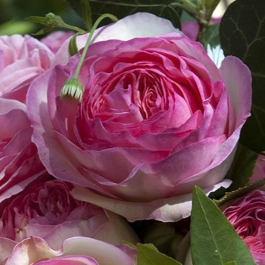 Rosa 'Eden Rose' (Romantica Collection)