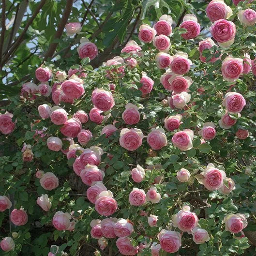 Rosa 'Eden Rose' (Romantica Collection)