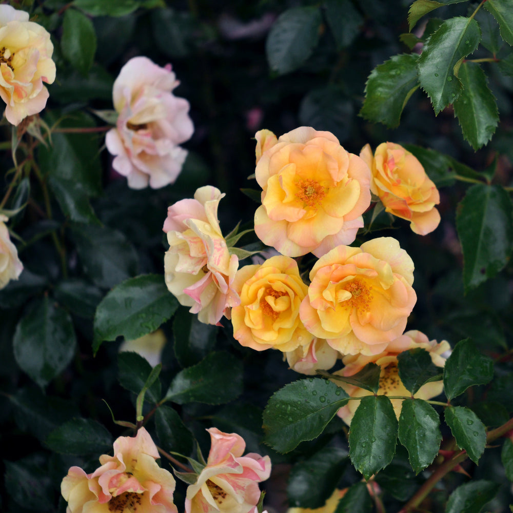 Rosa 'Mellite' (Mella Collection)