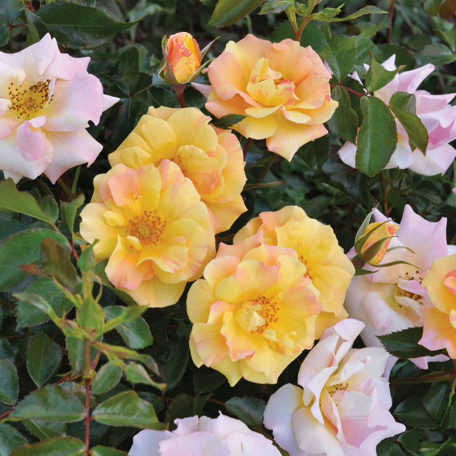 Rosa 'Mellite' (Mella Collection)