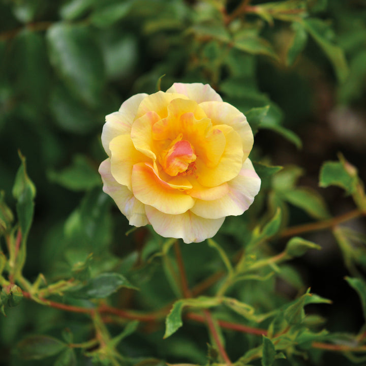 Rosa 'Mellite' (Mella Collection)