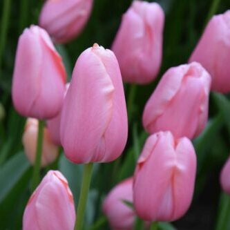 Tulipa 'Menton' Bulbs