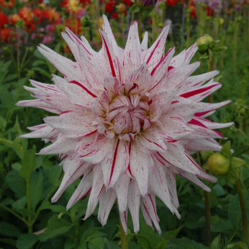 Dahlia 'Mick's Peppermint'