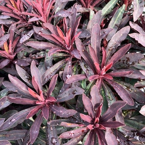 Euphorbia purpurea 'Miners Merlot'