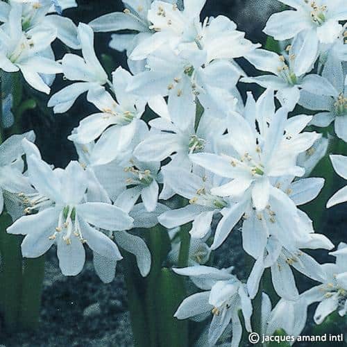 Scilla mischtschenkoana (Misczenko Squill) Bulbs