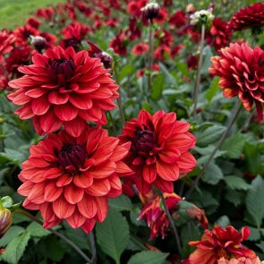 Dahlia 'Missis Miley'