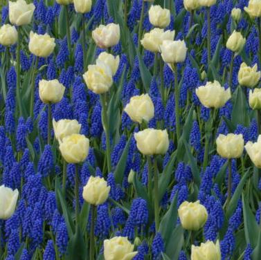 Muscari armeniacum