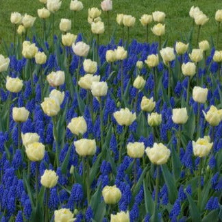 Muscari armeniacum