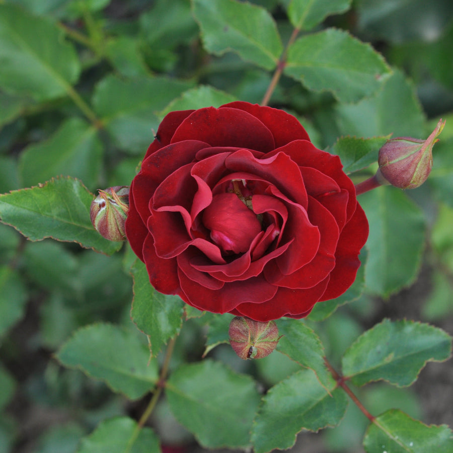 Rosa 'Morava' (Abundant Reka Collection)