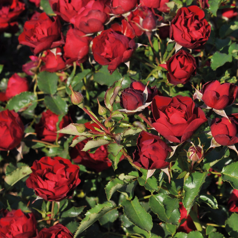 Rosa 'Morava' (Abundant Reka Collection)