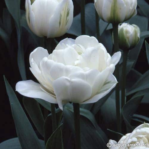 Tulip 'Mount Tacoma'