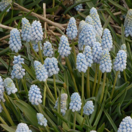 Muscari armeniacum 'Baby’s Breath'