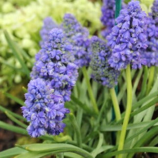 Muscari armeniacum 'Blue Spike'