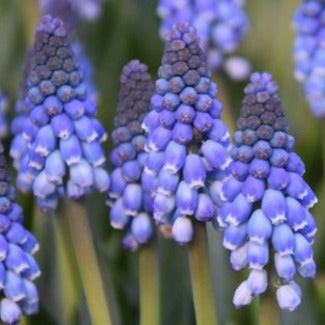 Muscari armeniacum 'Carola'