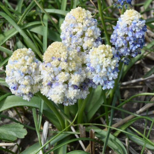 Muscari 'Nature's Beauty' Bulbs