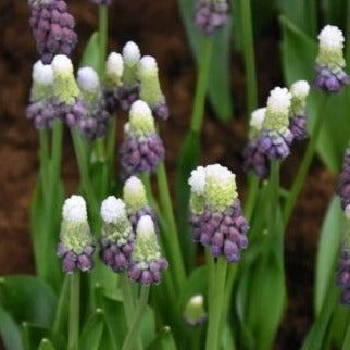 Muscari latifolium 'Grape Ice'