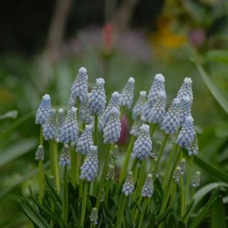 Muscari armeniacum 'Manon'