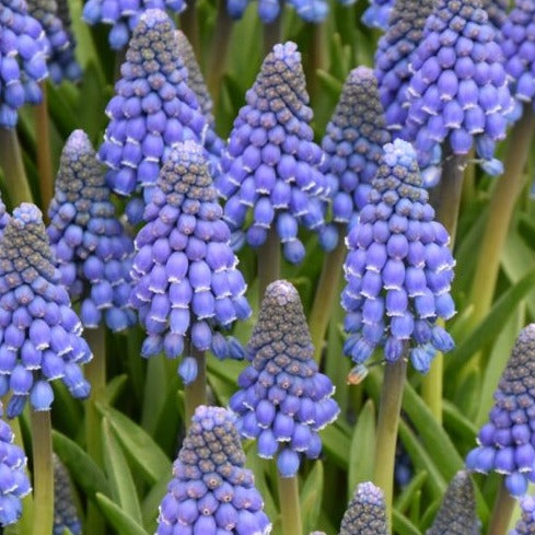 Muscari armeniacum 'Lindsay'