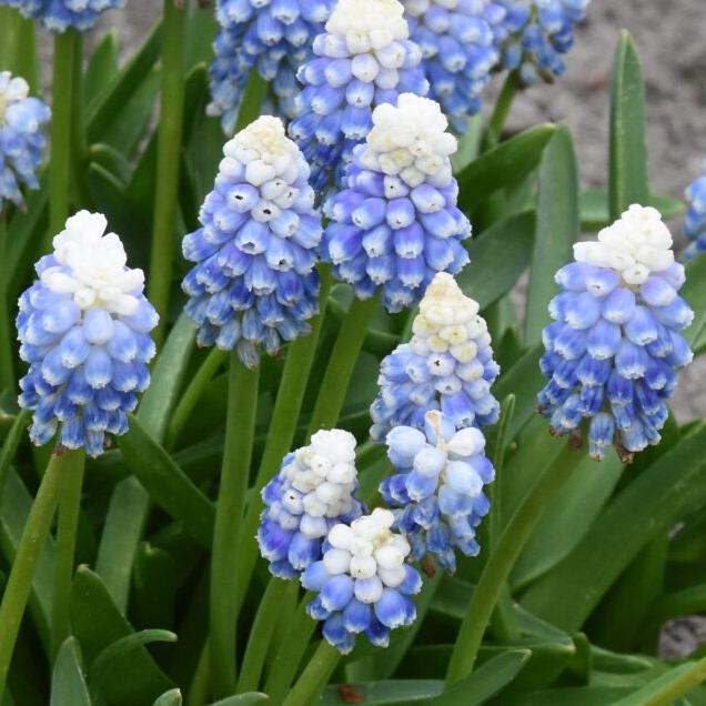 Muscari 'Mountain Lady'