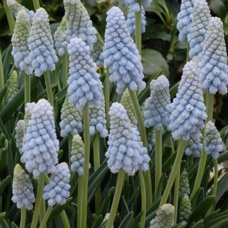 Muscari armeniacum Peppermint