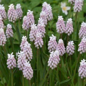 Muscari 'Pink Sunrise'