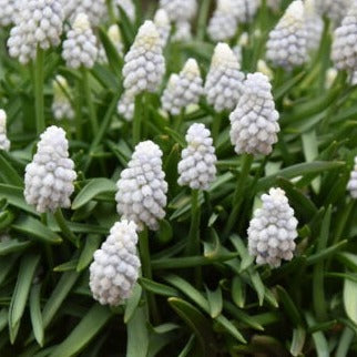 Muscari armeniacum 'Siberian Tiger'