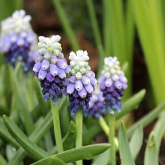 Muscari armeniacum 'Touch of Snow'