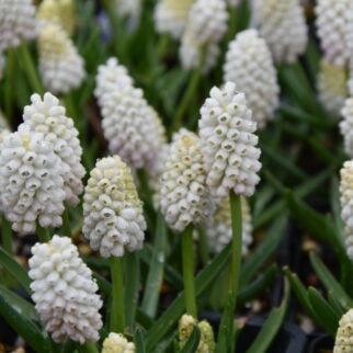 Muscari aucheri 'White Magic'