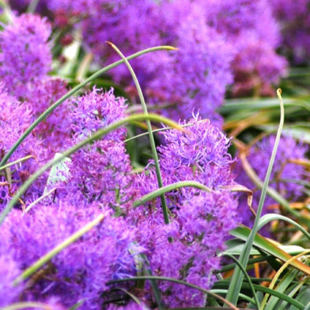 Muscari comosum (Tassel Hyacinth) Bulbs