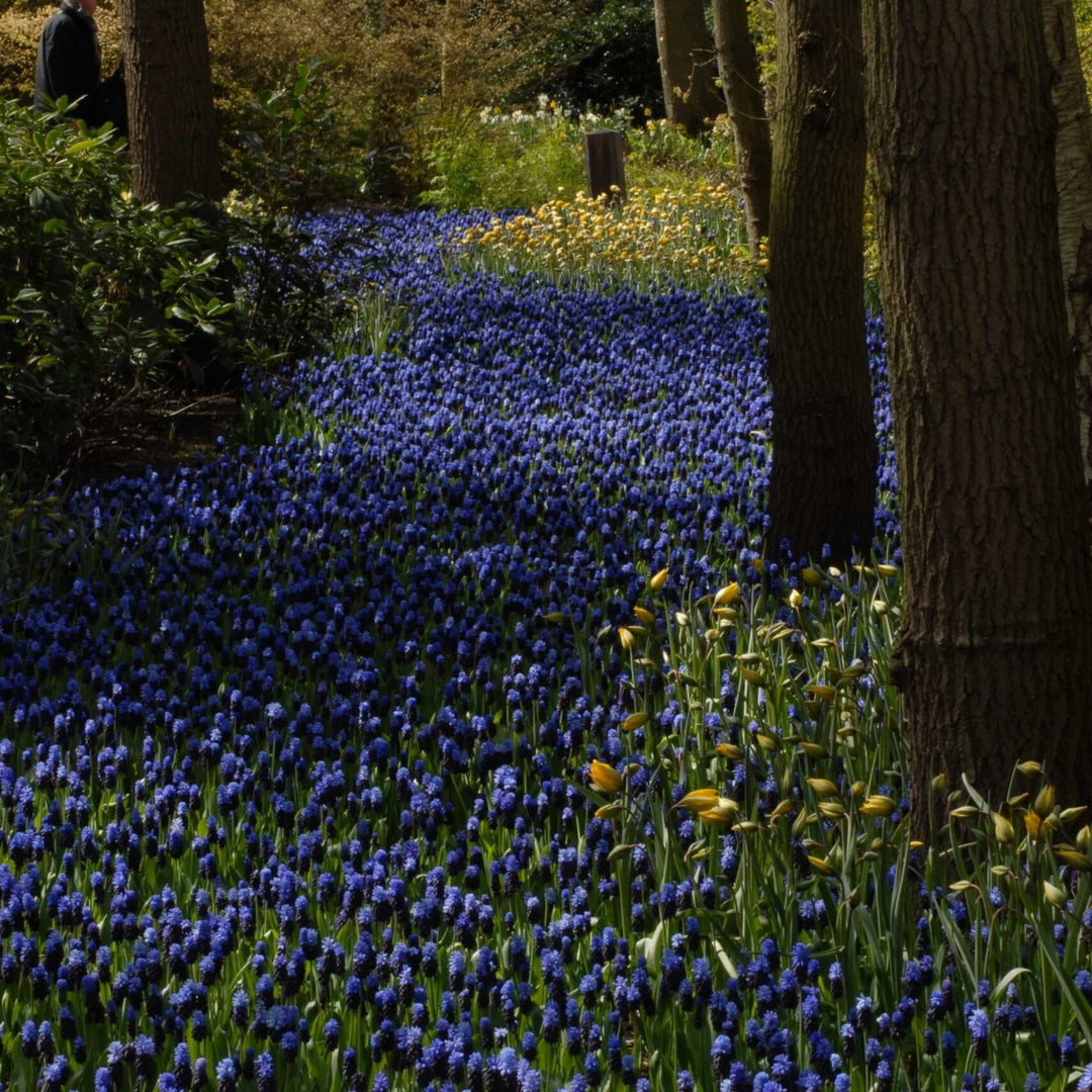 Muscari latifolium