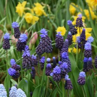 Muscari latifolium