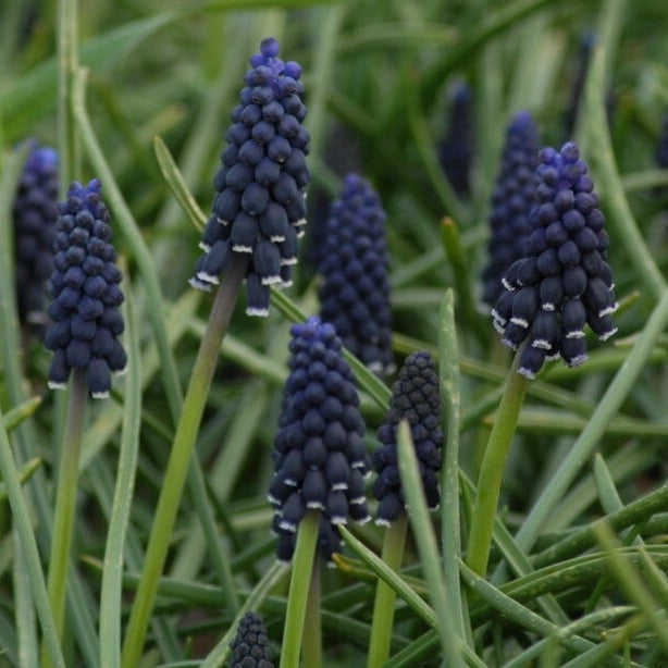 Muscari neglectum