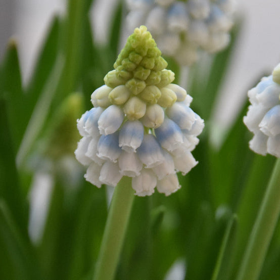 Muscari 'Alaska' Bulbs