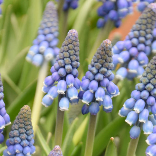 Muscari 'Alida' Bulbs