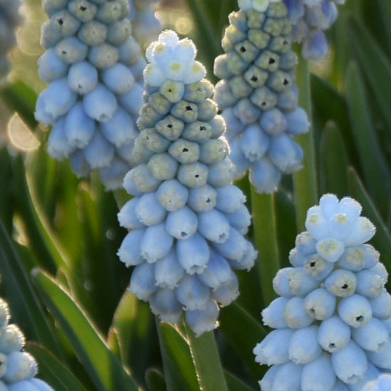 Muscari armeniacum 'Esther' Bulbs