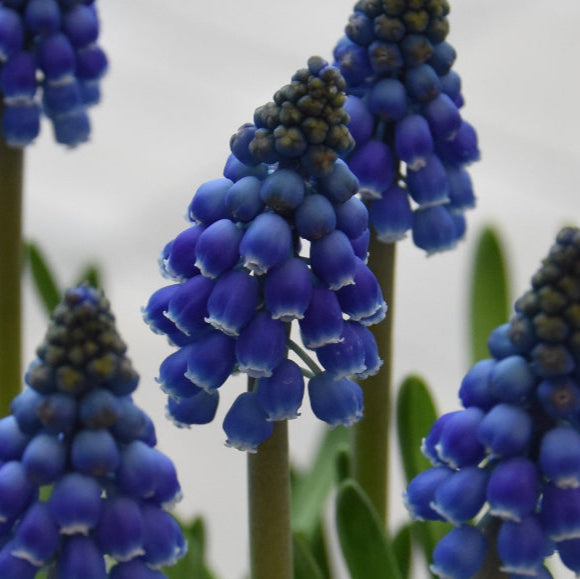 Muscari armeniacum 'Marleen' Bulbs