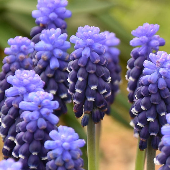 Muscari 'Night Eyes' Bulbs