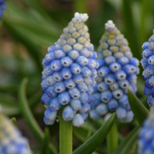 Muscari aucheri 'Ocean Magic' Bulbs