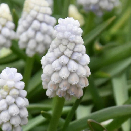 Muscari 'White Pearl' Bulbs
