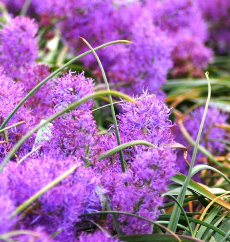 Muscari comosum 'Plumosum' (Feather Grape Hyacinth)