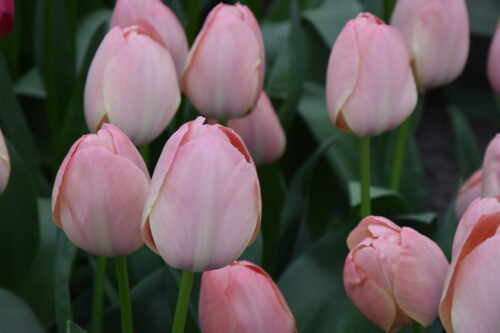 Tulip 'Mystic Van Eijk'