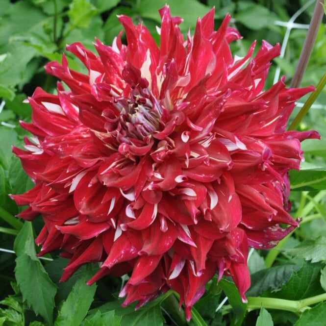 Dahlia 'Myth'